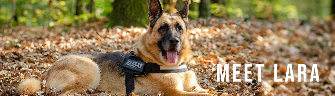 Diabetic dog story